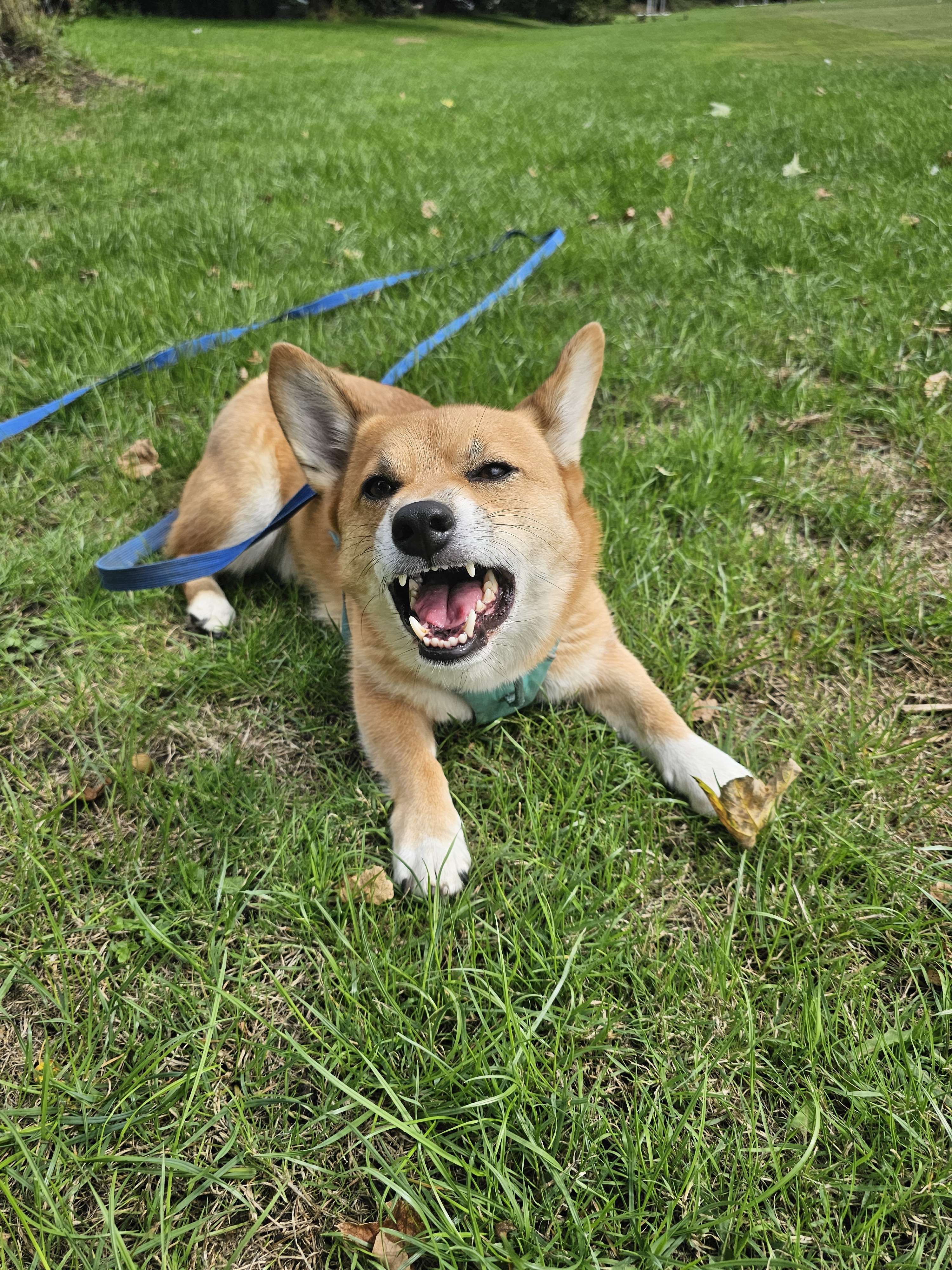 Signing up for Bark & Go dog walking