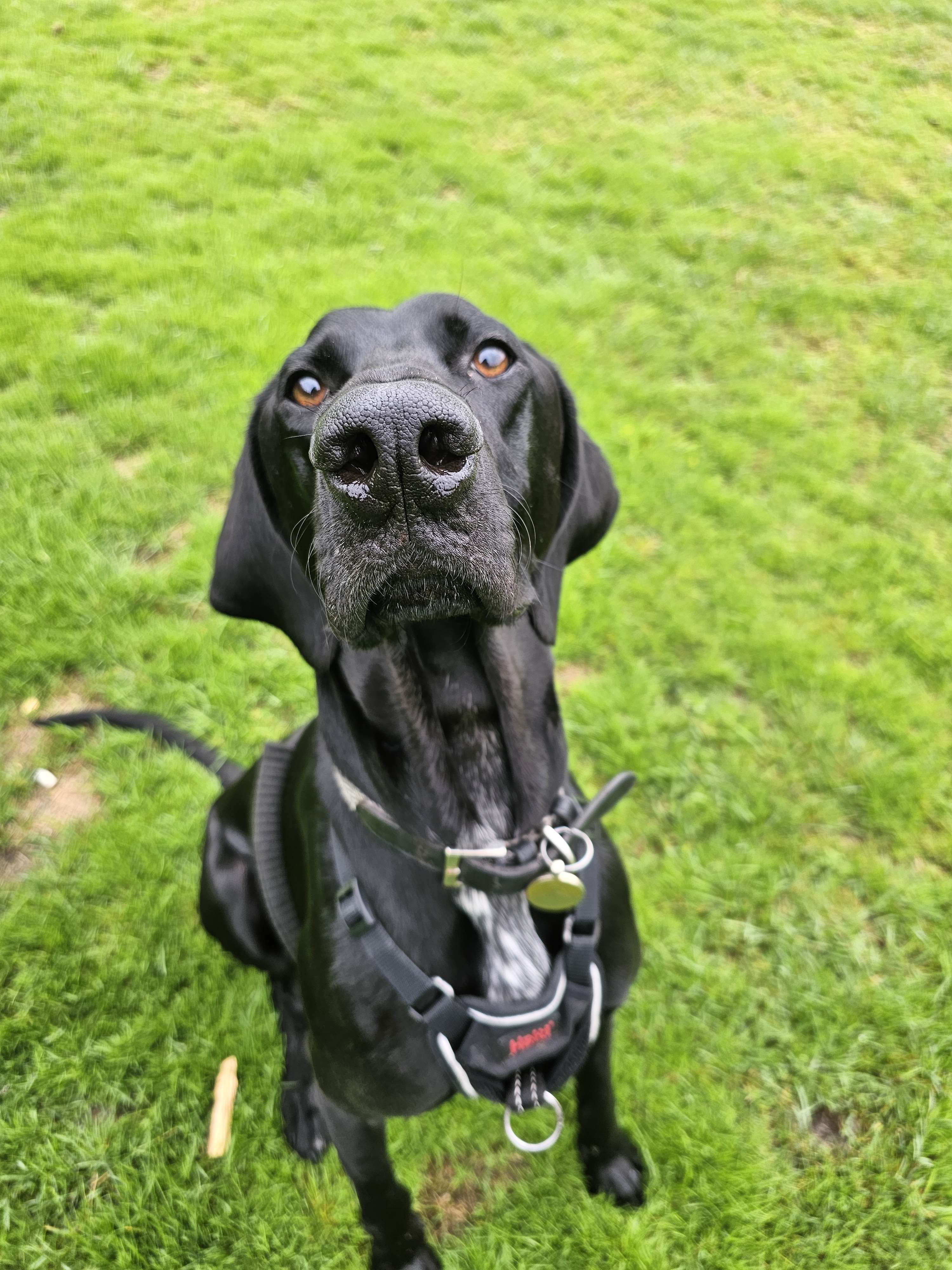 Booking a solo dog walk online