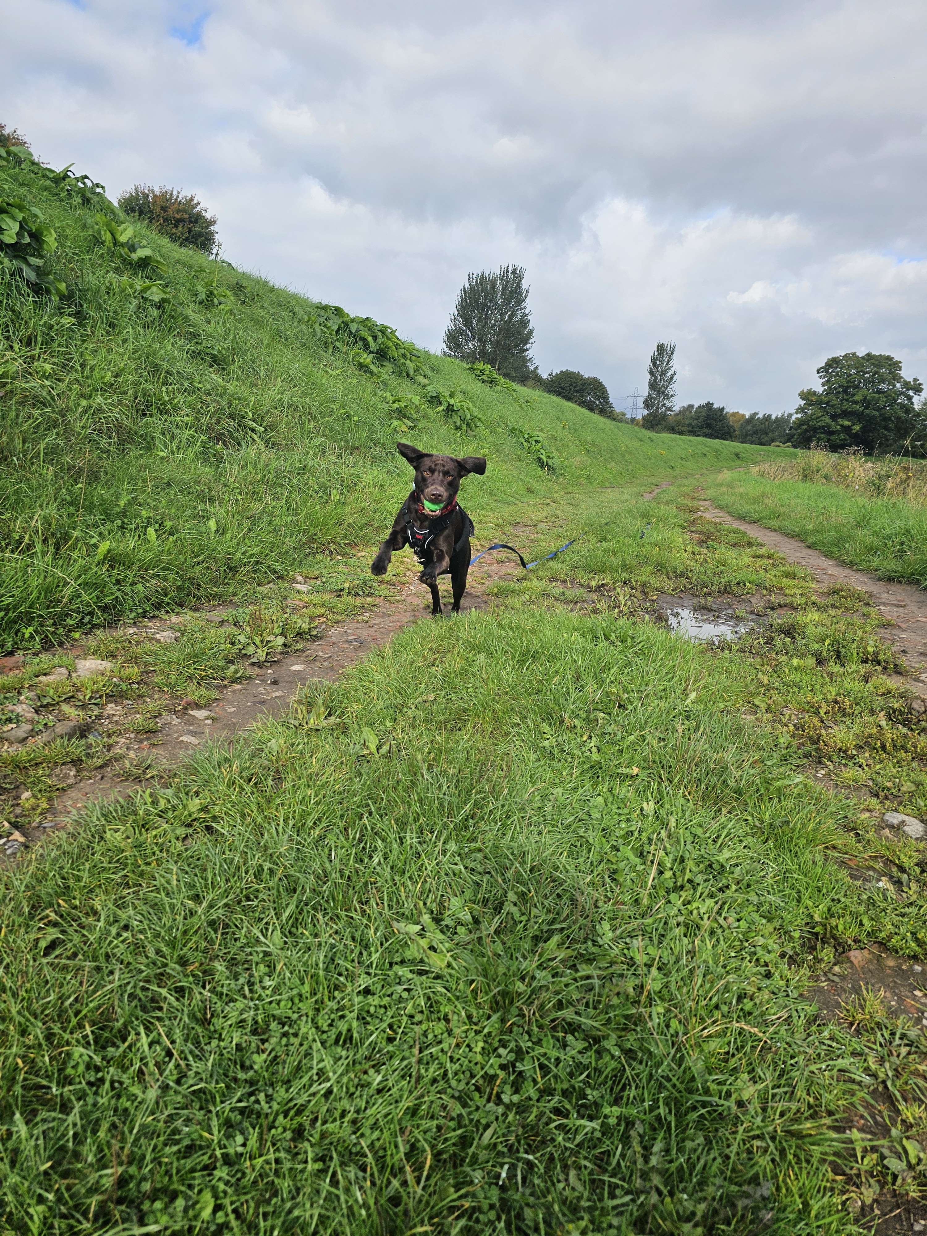 Walk report with photos after a Bark & Go walk